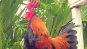 Quiquiriquí en la cerca de mi casa