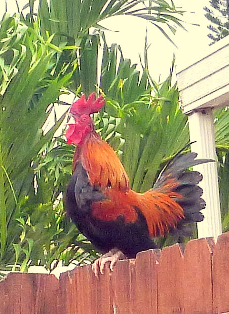 Quiquiriquí en la cerca de mi casa