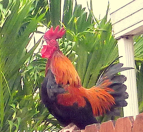 Quiquiriquí en la cerca de mi casa